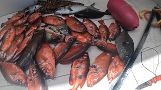 Spearfishing Grenadalots of bigeye snappers caughtmy biggest catch for 2024 so far [upl. by Nirek670]