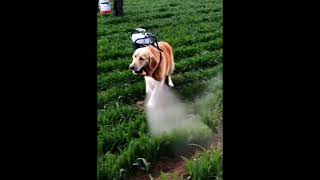 Dog kisanvideo 😂😂😂😂😂😂 comedy dogcomedy dog [upl. by Bully499]