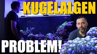 Mein Meerwasseraquarium  PROBLEME LÖSUNGEN neue TIERE [upl. by Idrahs]