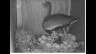 Black bellied whistling duck hatching [upl. by Holtz]