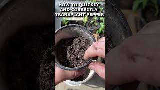 HOW TO QUICKLY AND CORRECTLY TRANSPLANT PEPPER [upl. by Kerge]