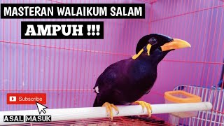 MASTERAN BEO WAALAIKUMSALAM  FULL 1 JAM  WAALAIKUM SALAM [upl. by Nerua]