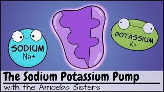 Sodium Potassium Pump [upl. by Suh]