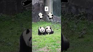 When Im stressed I like to watch cute pandas🤩youtubeshorts trending viralvideo panda cute [upl. by Tomlin]