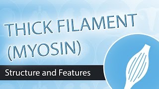 Thick Filaments and Myosin Structure [upl. by Lidstone]