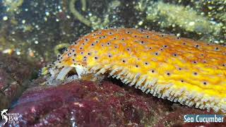 Sea Cucumber Holothuroidea [upl. by Ekusoyr]