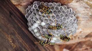 There are safer and more effective ways to kill wasps than method used in viral gasoline TikTok tren [upl. by Giustino245]