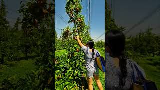 Apple Picking in Stanthorpe Queensland Australia [upl. by Coralyn]