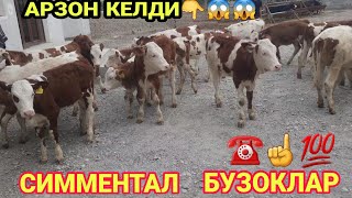 СИММЕНТАЛ ТОЗЗА БУЗОКЛАР СОТИЛАДИ ☎️998 95 090 95 15 SOTILADIGON SIMMENTAL BUZOQLAR NARXLARI TOZA [upl. by Dagnah]