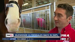 Budweiser Clydesdales visit SWFL 7 am [upl. by Plume]