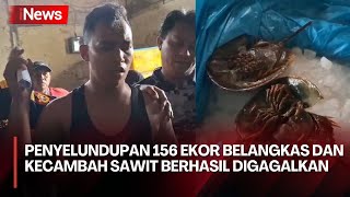 Penyelundupan 156 Ekor Belangkas dan Kecambah Sawit Berhasil Digagalkan [upl. by Sadinoel957]