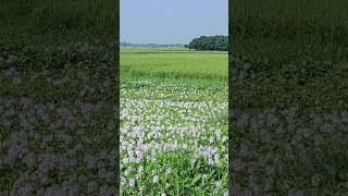 Eichhornia  water hyacinths🪻 flowers trending flowers viralvideo fypシ゚viral [upl. by Llevol522]