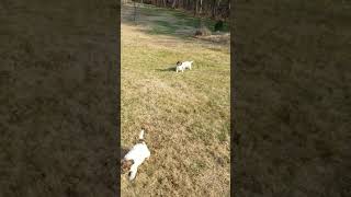 Lagotto Romagnolo puppies [upl. by Amles182]