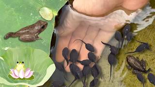 Relaxing Exploration Tadpoles in the Lotus Pond Transforming into Frogs [upl. by Akemed391]