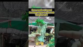 Cara membuat bonsai mame sancang on the rock  How to make a mame sancang bonsai on the rock [upl. by Eleon]