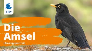 Die Amsel Turdus Merula  Steckbrief mit Gesang Vogelarten kennen lernen mit den Experten [upl. by Elockcin]