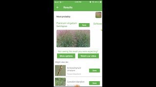 PlantSnap identifies a Switchgrass Panicum virgatum [upl. by Araminta532]