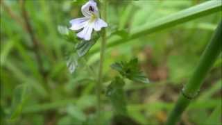 Drug eyebright Euphrasia stricta  20130623 [upl. by Retseh981]