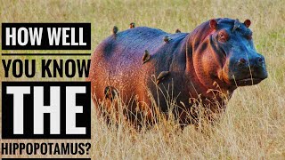 Hippopotamus  Description Characteristics and Facts [upl. by Snebur679]