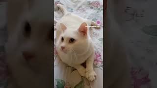 Just say hi🥺💕whitecat cats fyppp youtubeshorts justsayhi fyppppppppp [upl. by Jorgenson673]