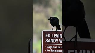 A longtailed grackle birdwatching bird wildlife milpitas nature birdspotting milpitas [upl. by Veta]