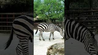 What is zebras thinkingshorts shortvideo zebras StripedAnimals [upl. by Thor]