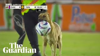 Mexican football match halted by pitchinvading dog that steals the ball [upl. by Doner]