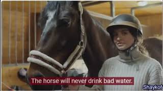 Drink water where the horse drinks The horse will never drink bad water [upl. by Ysiad]