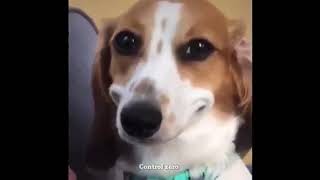 Dog Smiling Meme  Funny meme  True memer [upl. by Bil]