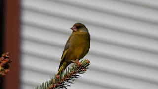 Vogelstimmen der Grünfink [upl. by Lacee]