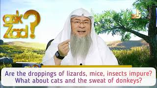 Is Dung droppings of Lizard Mice Insects Cats impure What about sweat of Donkey Assim al hakeem [upl. by Efinnej]