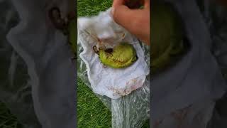 germinating mango seeds in paper towel إنبات بذور المانجو في منديل [upl. by Eugnimod706]