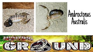 Breeding Androctonus Australis [upl. by Nela]