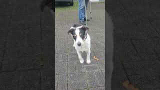 Morgendliches Treffen zum Spaziergang ❤️hund husky animals freude cute funny love [upl. by Judenberg]