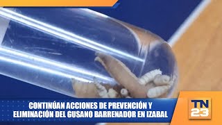 continúan acciones de prevención y eliminación del gusano barrenador en izabal [upl. by Dempstor]