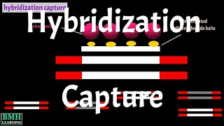 Hybridization Capture  Target Enrichment [upl. by Sugna]