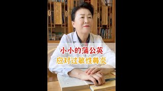 小小的蒲公英，应对过敏性鼻炎 中医 医学科普 中医养生 蒲公英 [upl. by Kenwood167]