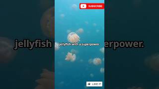 The Immortal Jellyfish Natures Time Traveler trending shorts viralvideo ytshorts [upl. by Nnaeirb]