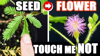 Growing Sensitive Shame Plant Time Lapse Seed to Flower in 120 Days [upl. by Noloc]