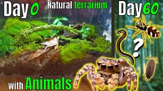 Bioactive terrarium with jumping spider  Vivarium [upl. by Enoch]