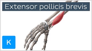 Extensor Pollicis Brevis Muscle  Origins amp Function  Anatomy  Kenhub [upl. by Marnia]