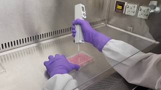 Cell proliferation and cytotoxicity assay [upl. by Llenoj264]