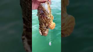 Not the targeted species but toadfish are such cool fish subscribe fishing nature shorts [upl. by Stokes]