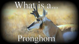 What is a Pronghorn [upl. by Ahseek]