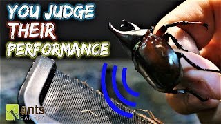 YOU ARE THE JUDGE  Singing Beetle Competition [upl. by Brom]