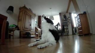 Border collie howling at baby commercial [upl. by Hevak896]