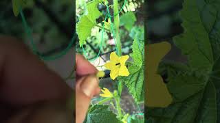 Hand pollinating cucumbers if you have no 🐝 yourgarden handpollination gardeningtips loveyour [upl. by Amorita]