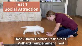 Volhard Temperament Test  RedDawn Golden Retrievers [upl. by Joanie]