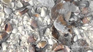 Hundreds of Conch Shells [upl. by O'Driscoll]