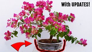 SECRETS to grow Bougainvillea in Bonsai pot amp get MORE flowers [upl. by Ciri]